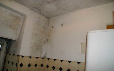 Dem Schimmelpilz auf den Pelz rücken