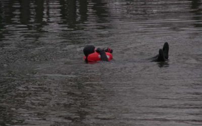 Dreikönigsschwimmen der Wasserwacht