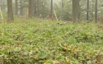 Leserkommentar: Verbiß ist eben nicht gleich Schaden!