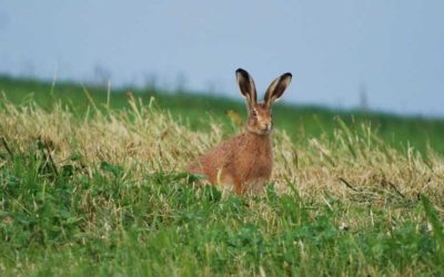 Wissen, wie der Hase läuft…