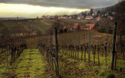 Silvaner Wochen im Fränkischen Weinland