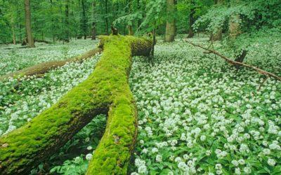 Die schönsten Wälder Deutschlands stehen zur Wahl