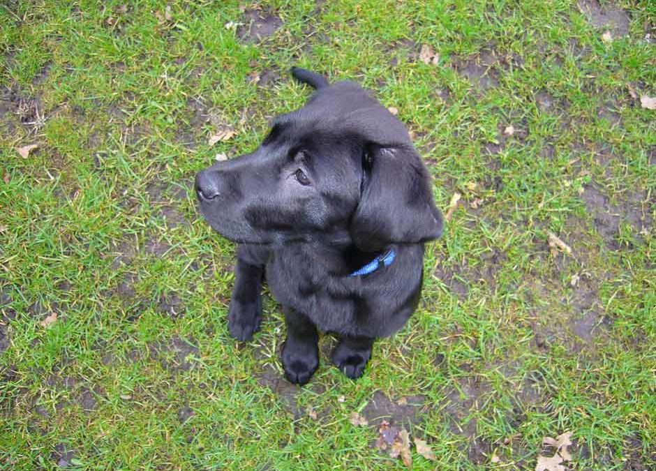 Anleinpflicht in der Stadt