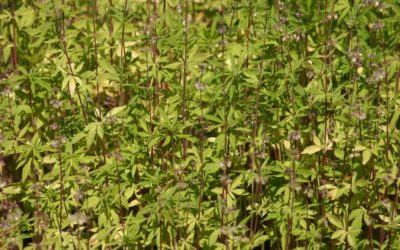 14-Jähriger mit Marihuana aus väterlichem Anbau erwischt