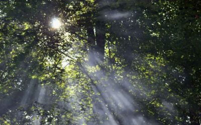 Wald & Wickie am schulfreien Buß- und Bettag