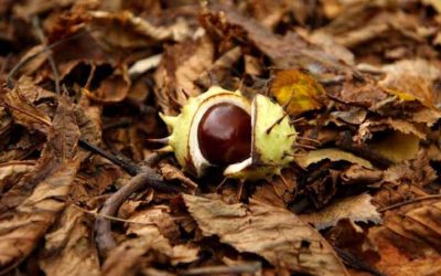 Holzige Gartenabfälle können wieder angeliefert werden