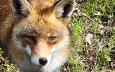 Füchse jagen mit Hilfe des Magnetfeldes