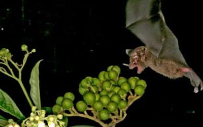 Gefangene der Nacht: Warum Fledermäuse nachtaktiv sind