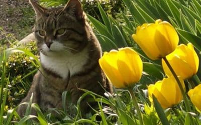 Frühlingserwachen in Zeilitzheim – Ostermarkt im barocken Landschloss