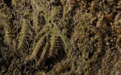 Vorsicht vor dem Eichenprozessionsspinner!