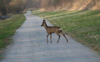 Paarungszeit beim Rehwild: Zahl der Wildunfälle steigt