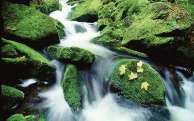 Vom 21. Juni bis 7. Juli 2012 „Wildes Deutschland“ in der Stadtgalerie Schweinfurt