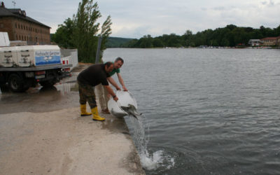 Kernkraftwerk Grafenrheinfeld organisiert Fischbesatzmaßnahme im Main