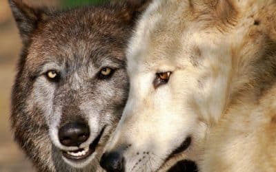 Wie Wolf und Mensch sich nähergekommen sind