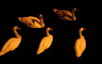 Finissage der Triennale