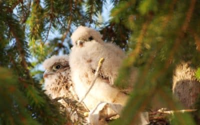 SKF Mitarbeiter kümmern sich um Turmfalkenpaar