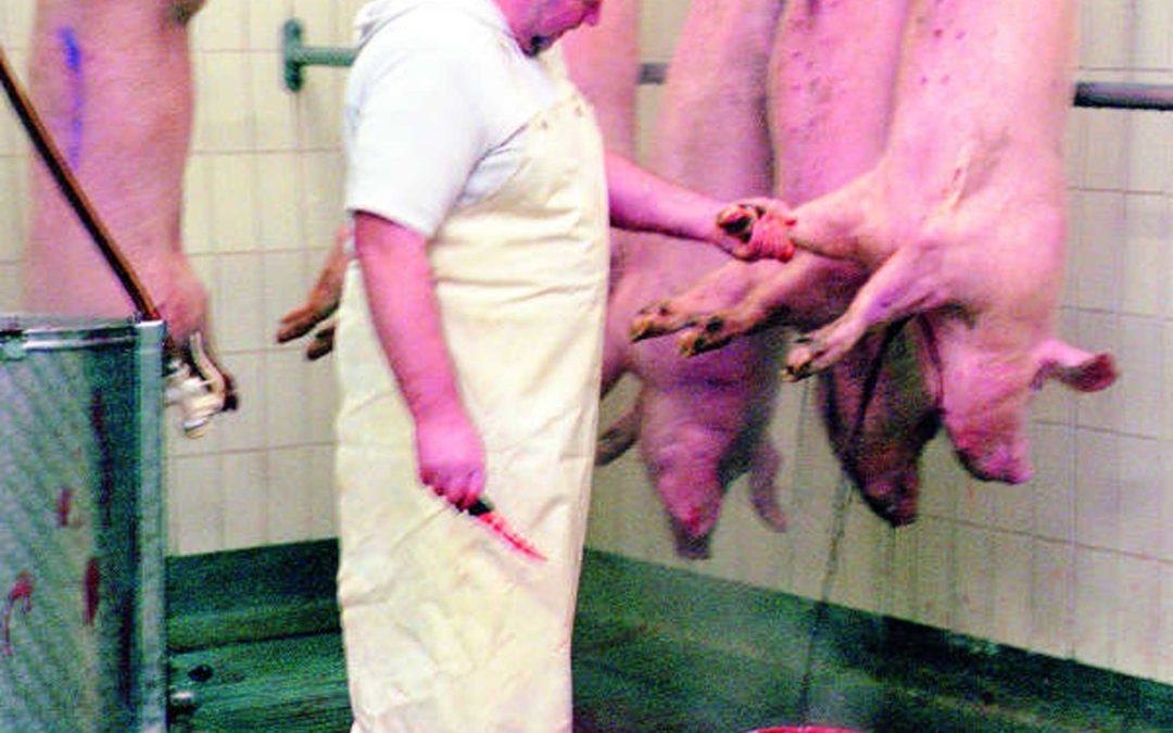 Fleisch oder Nichtfleisch, das ist hier die Frage