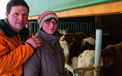 Viele Kühe machen Mühe…