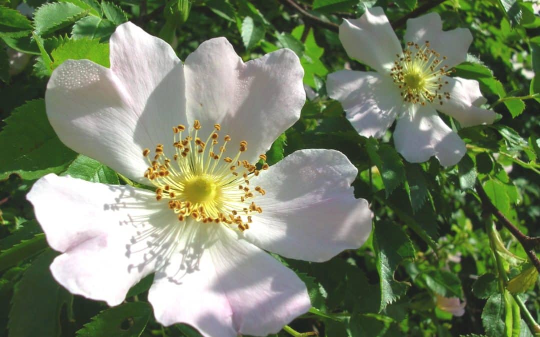 Landvergnügen und Gartenfreude an Pfingsten