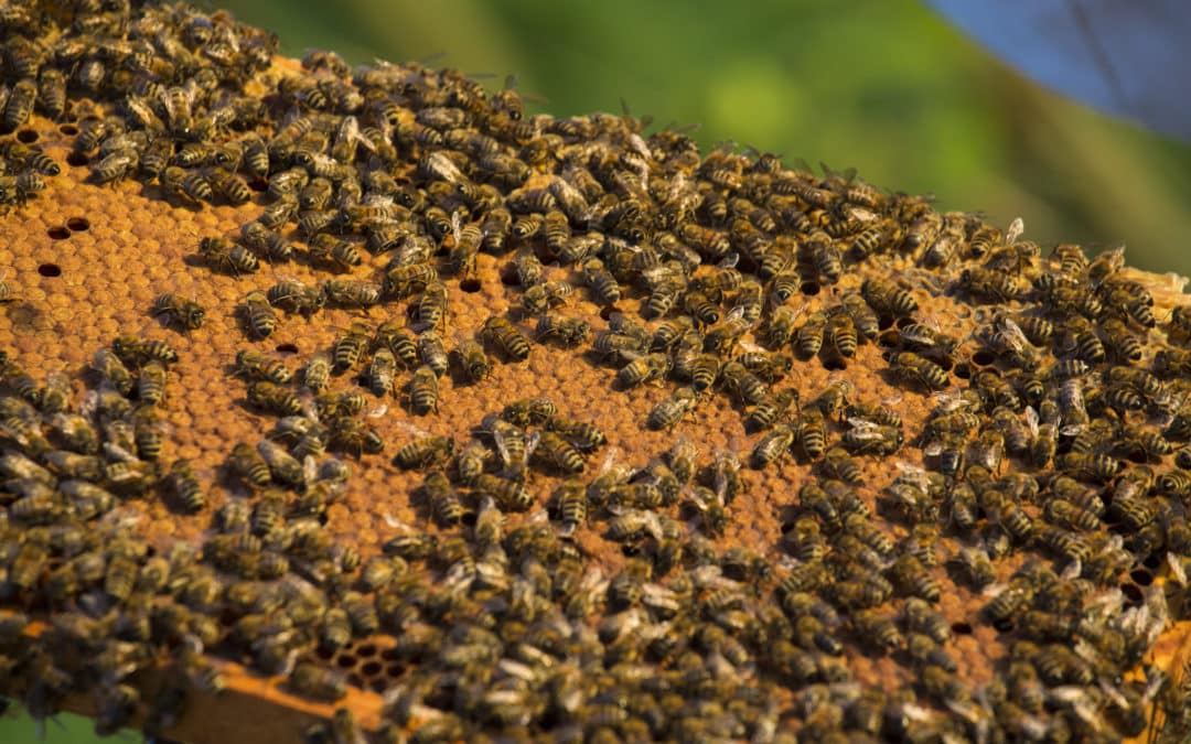 Bienenerkrankung: Sperrmaßnahmen in einigen Gebieten im Landkreis aufgehoben