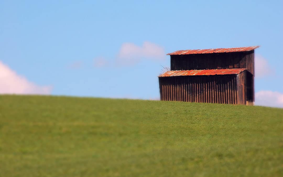 Hantaviren lauern im Staub – Vorsicht beim Frühjahrsputz auf den Höfen
