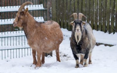 „Der Wildpark vor der Linse“ – Wildparkfreunde starten Fotowettbewerb