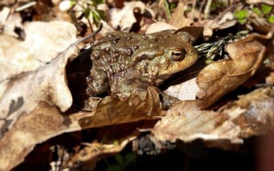 Amphibienwanderung im Landkreis Schweinfurt hat begonnen