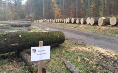 Schonunger Gemeindewald kämpft mit den Folgen des Klimawandels