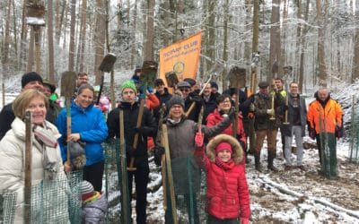 Rotary Club Schweinfurt-Peterstirn pflanzt 40 Bäume