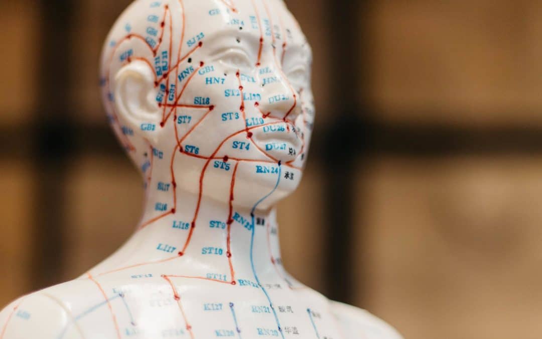 Chinesische Medizin zum Anfassen