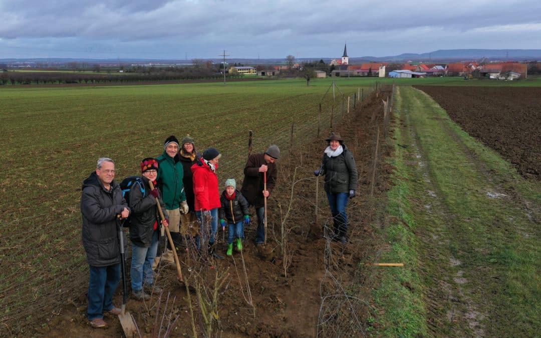 ACHTSAM Mitglieder pflanzen Hecken in der Kolitzheimer Flur