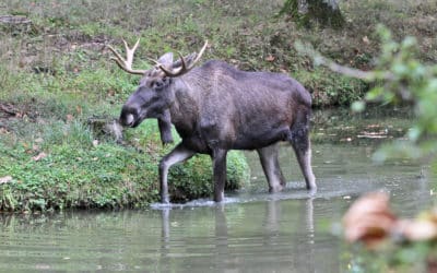Wildpark startet Fotowettbewerb