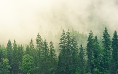 Ludwig Hartmann und Patrick Friedl begrüßen Waldschutzmaßnahmen als ersten Schritt auf dem Weg zu drittem Nationalpark in Bayern  
