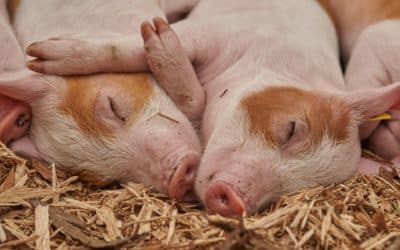 SVLFG bietet Schweinehaltern Unterstützung an