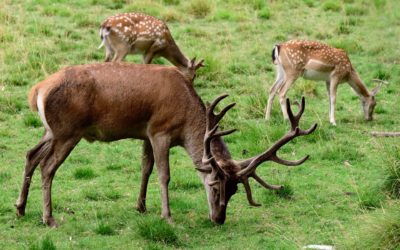Wildpark Klaushof öffnet wieder