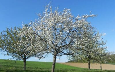Landkreis Schweinfurt gewährt Zuschüsse für Umwelt- und Naturschutzfonds