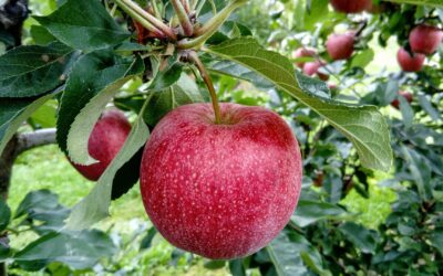 Einsendeschluss für Aktion „Kinderwunschbaum“ des Landkreises Haßberge