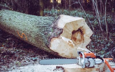Baumfällarbeiten am Käppelesberg