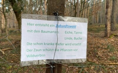 Nachhaltigkeit im Gemeindewald Grafenrheinfeld