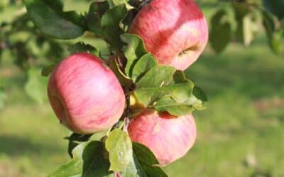Obstbäume pflanzen: Welcher Apfelbaum ist der richtige für meinen Garten?