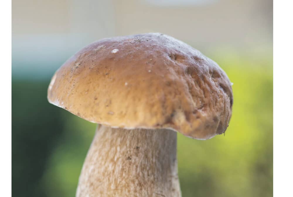 SWmagazin Oktober 2022 ist online