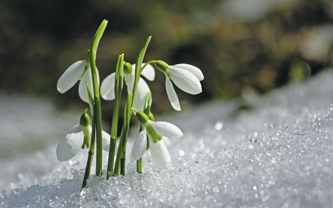 Das zarte Blümchen und der Hauch von Frühling