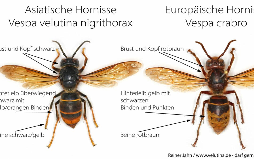 Summen und Brummen in Schwarz-Orange