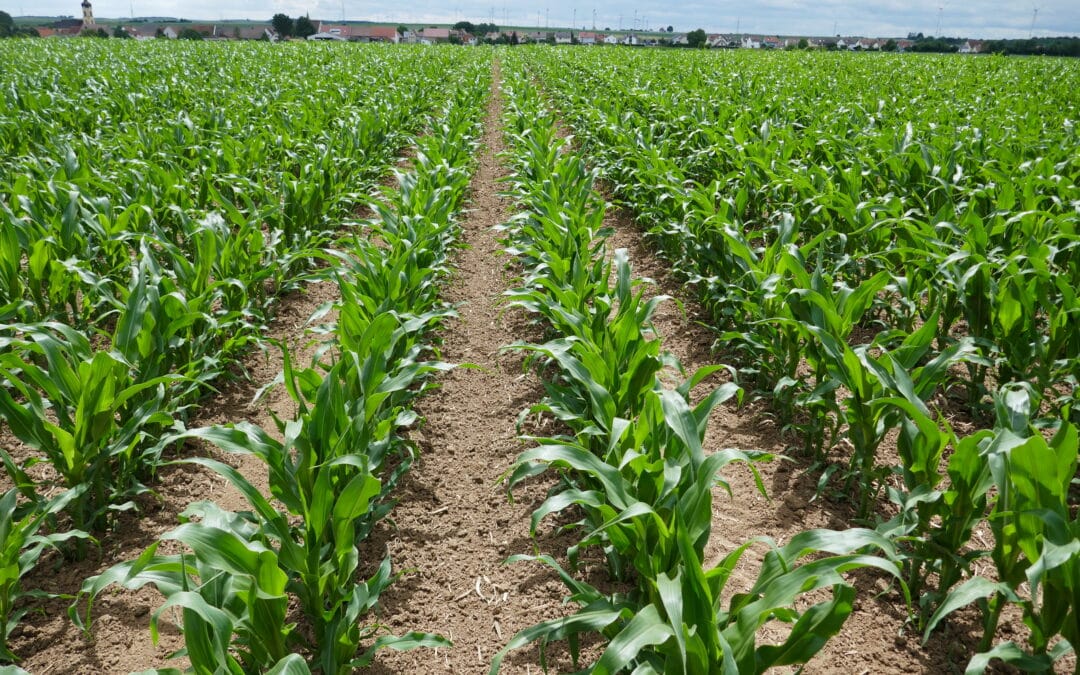 Glyphosatfreier Erosionsschutz im Mais