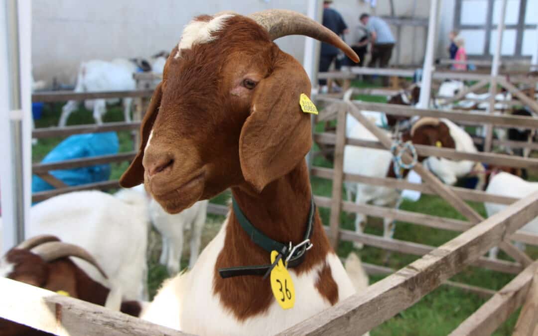 Ziegentag am 3. September