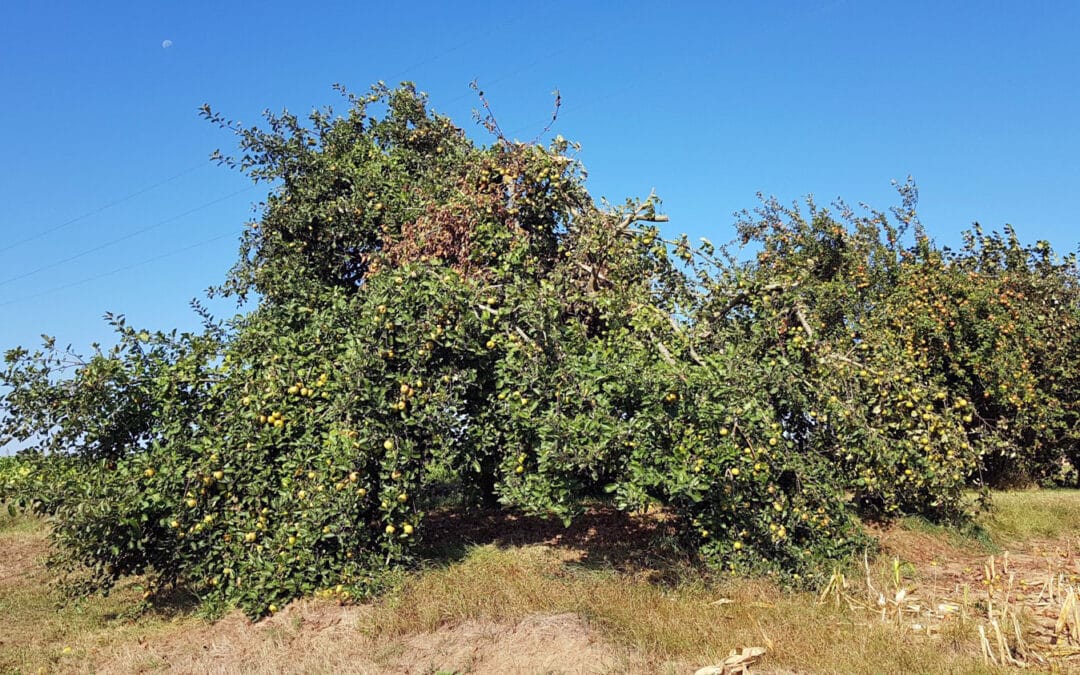 Ausbildung zum zertifizierten Obstbaumpfleger/zur zertifizierten Obstbaumpflegerin