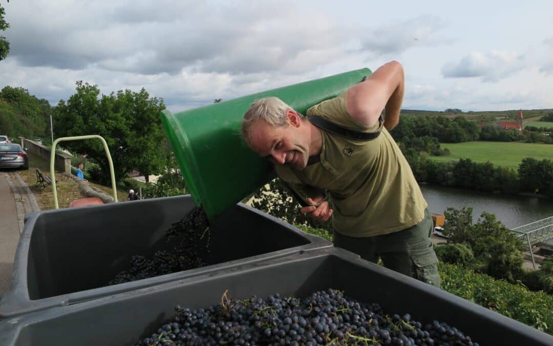 Der Abschluss der Weinlese wird gefeiert