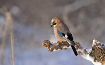 Eintauchen in die bunte Wintervogelwelt – Vögel zählen