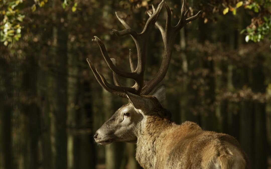 „Allerlei Wild“ – Wildparkfreunde starten Fotowettbewerb 2024