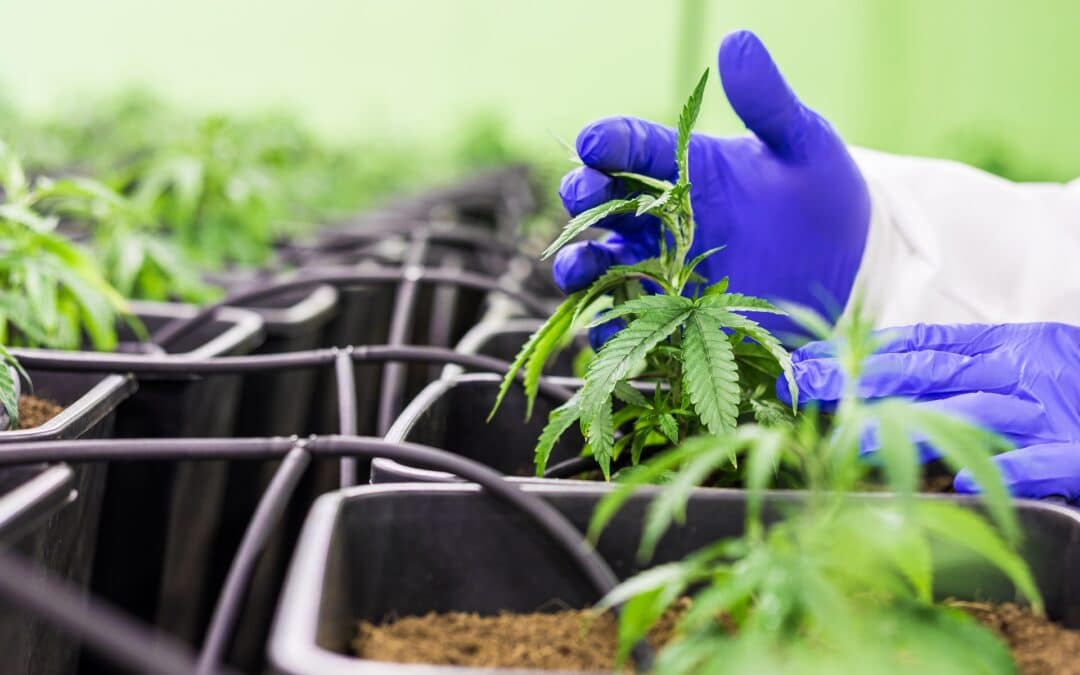 Gras schon legal? 250 Kilogramm Cannabis in Unterfranken produziert